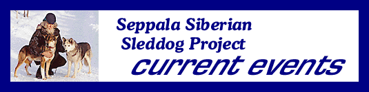 Current events in the Seppala Siberian Sleddog world